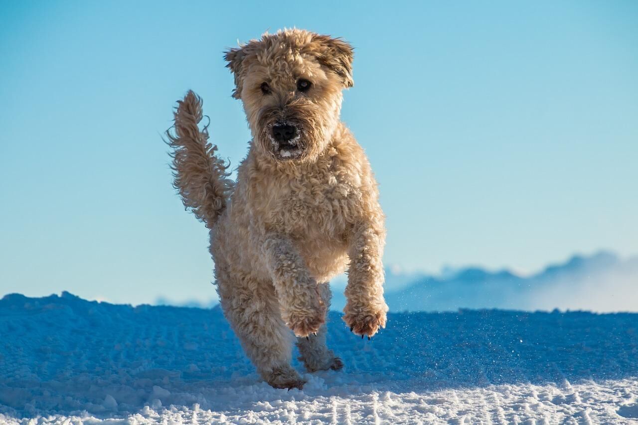 #40. Soft coated Wheaten terrier (tie)